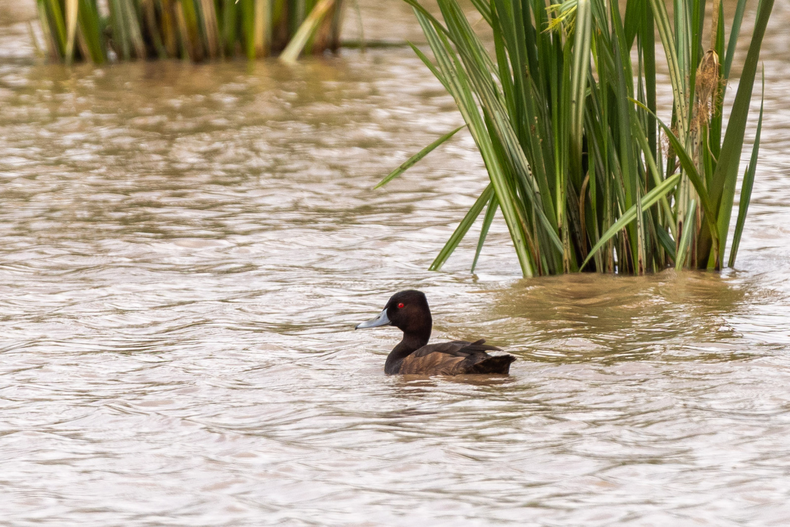 image Southern Pochard